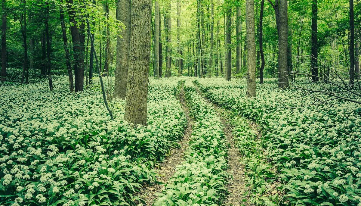Wanderweg im Bärlauch | © Mirko Lehmann