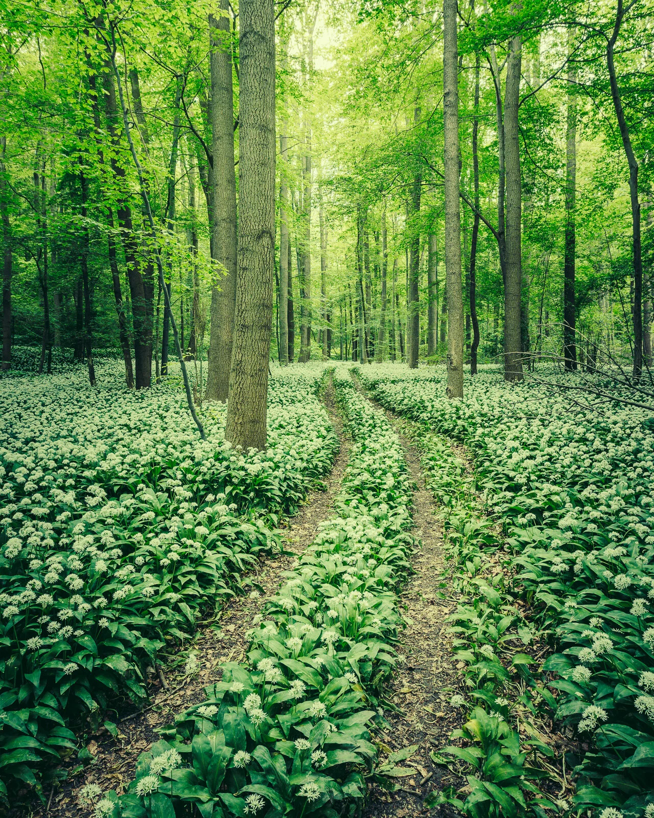 Wanderweg im Bärlauch | © Mirko Lehmann