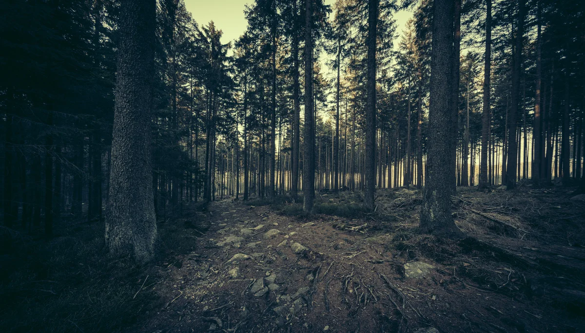Wanderweg im dunklen Wald | © Mirko Lehmann