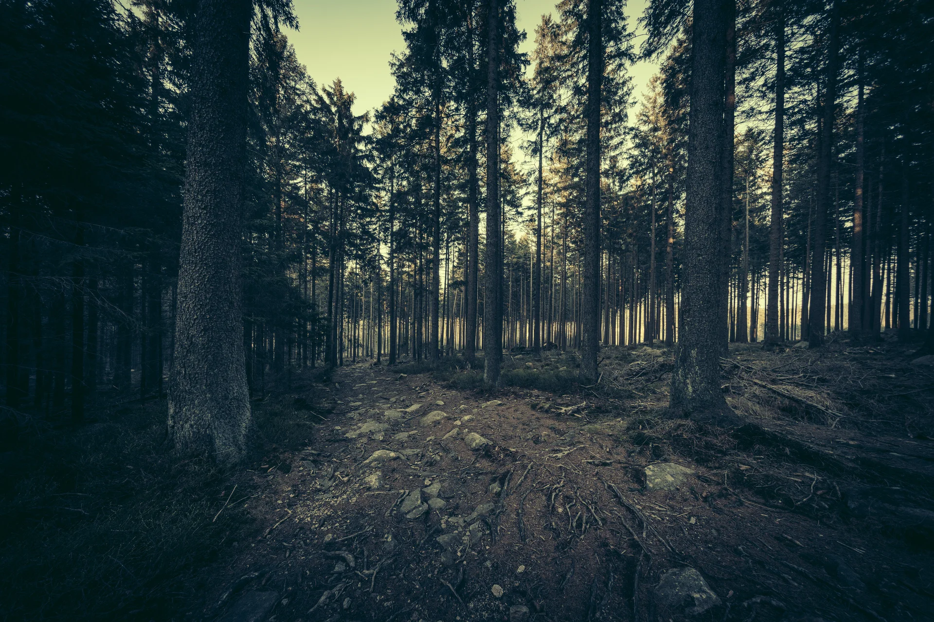 Wanderweg im dunklen Wald | © Mirko Lehmann