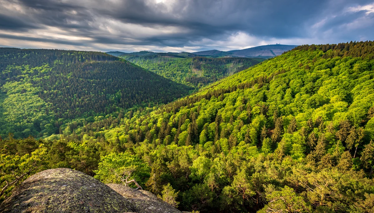 Harzer Wald mit Brockenblick | © Mirko Lehmann