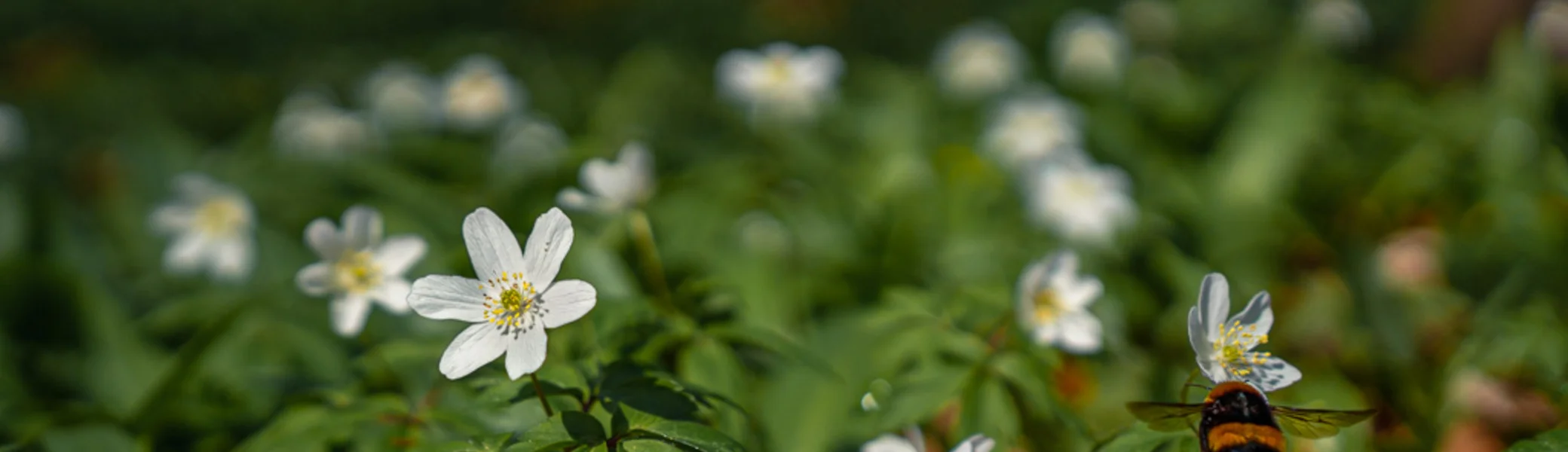 Buschwindröschen | © http://mirkolehmann.de